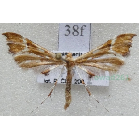 Cnaemidophorus rhododactyla (Denis & Schiffermüller, 1775) Czech38f